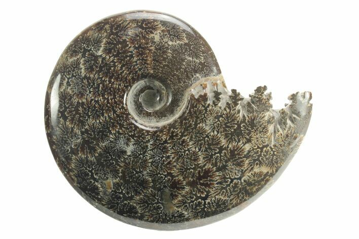 Polished Ammonite (Cleoniceras) Fossil - Madagascar #226299